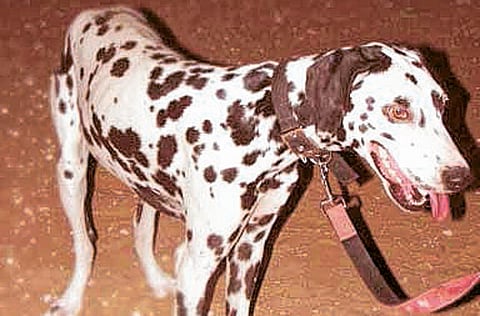 Montserrat Martin/Gulf News Reader