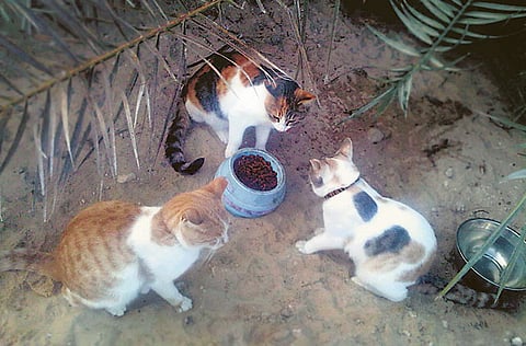 By Montserrat Martin, Gulf News Reader