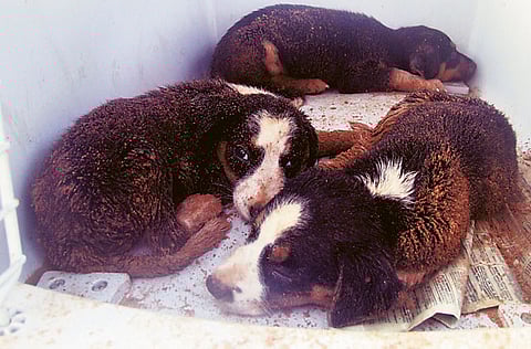 Monteserrat Martin/Gulf News Reader