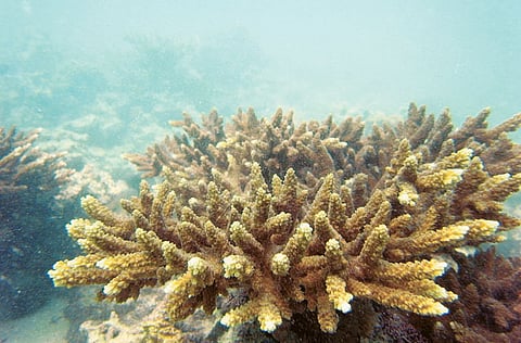 Courtesy: Environment Agency — Abu Dhabi