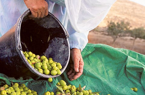 The Ministry of Climate Change and Environment warned residents not to spread fake news about food products on social media.