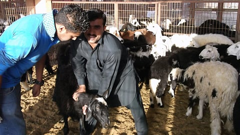 Livestock demand in UAE to soar for Eid