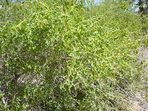 A sidr tree.