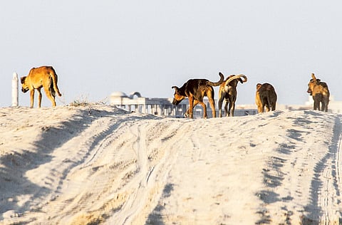 Ahmed Ramzan/Gulf News