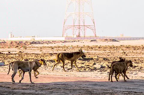 Ahmed Ramzan/ Gulf News