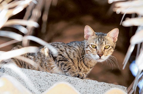 Atiq-Ur-Rehman/ Gulf News