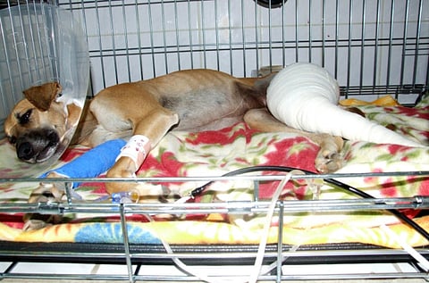 Abandoned Saluki fighting to save her leg and find forever home