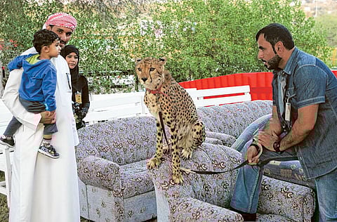 Courtesy Awafi Festival organisers