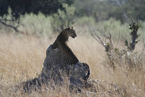 Chandrani Kar/Gulf News