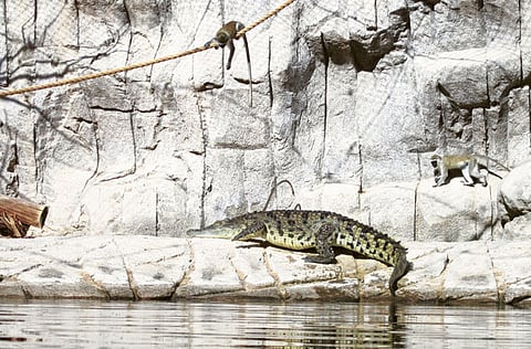 Courtesy: Al Ain Zoo