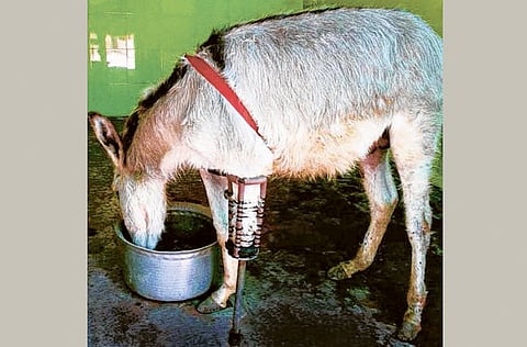 Courtesy: Thane Society for the Prevention of Cruelty to Animals