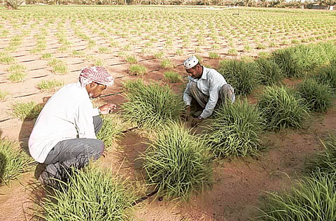 Ahmed Kutty/Gulf News archive