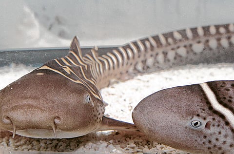 © XPRESS / Oliver Clarke