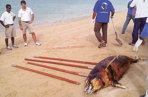 Courtesy: Emirates Marine Environmental Group