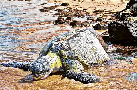 Courtesy of Naeema Ghulam at Mahatma Gandhi University off-campus centre