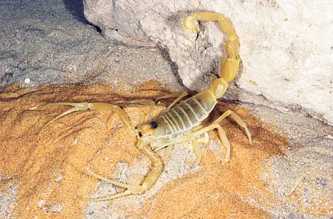 Local authorities have urged people to stay at home and avoid places with many trees.