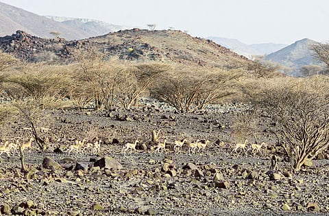 PANKAJ SHARMA/Gulf News