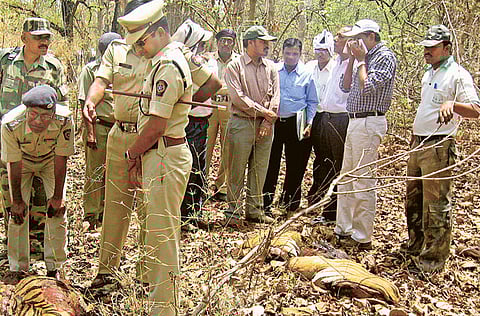 Courtesy: Tadoba-Andhari Tiger Reserve