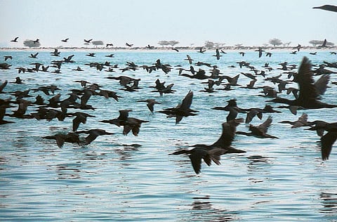 Pictures courtesy: Sonya Benjamin, research associate at UAE University