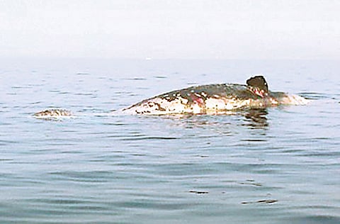 Courtesy: Fujairah fishermen