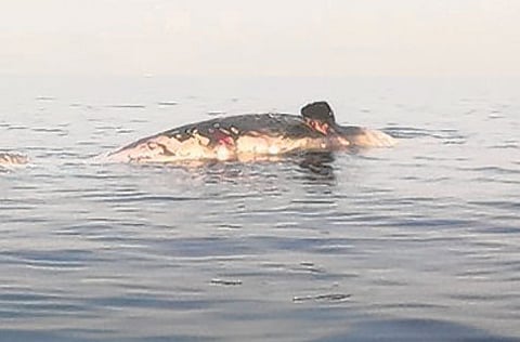 Courtesy: Fujairah fishermen