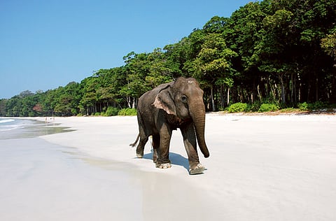 An Indian elephant (File photo for illustrative purposes)