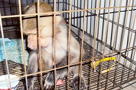 Natty Dias/Gulf News Reader