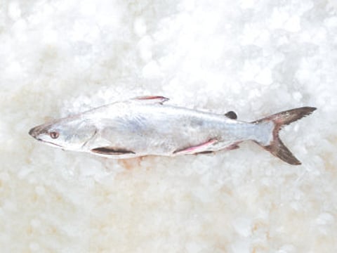 EWS Not in danger of overfishing