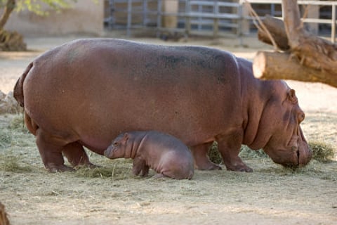 Courtesy: Al Ain Zoo