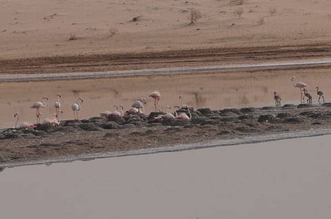 Flamingos find refuge in UAE