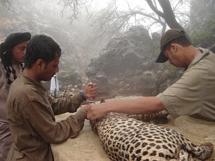 Courtesy: Oman Nature Conservati