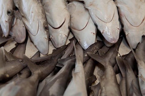 Oliver Clarke/GN Archives