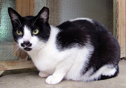 Dubai cat mysteriously ends up in UK