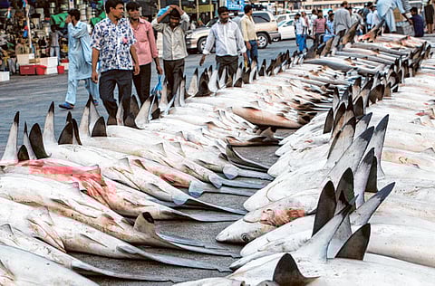 Ahmed Ramzan/Gulf News Archives