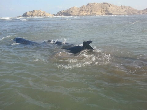 4 dolphins saved after being stranded on Omani coast