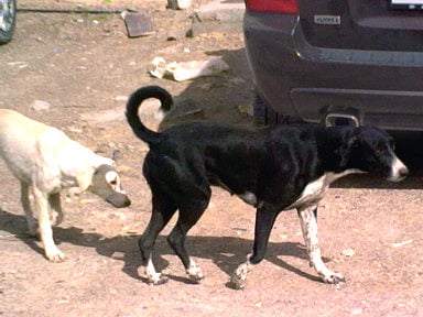 Residents need peace of mind, stray dogs need loving homes