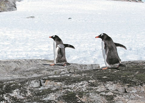 Capturing Antarctica in all its splendour