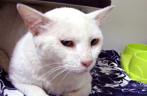 Three times abandoned, Kong Kong desperate for loving home