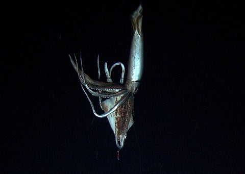 Seeing giant squids in the wild remains relatively rare. | 2012 summer image made off video provided by NHK and Discovery Channel (File photo)