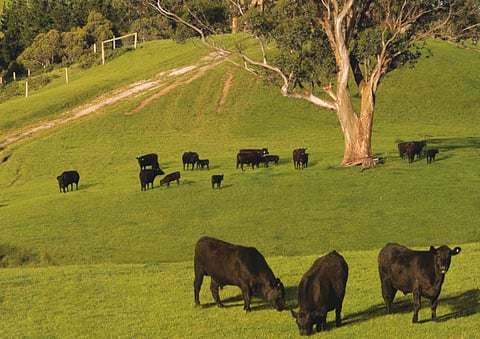 Meat and Livestock Australia