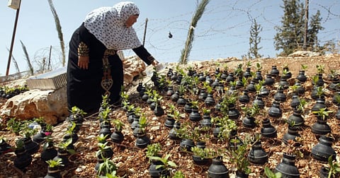 Palestinian mother turns son’s killing site into garden of hope
