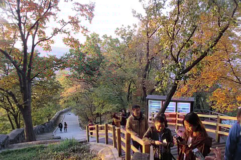 Leaves in various shades of green, purple, orange and yellow in autumn