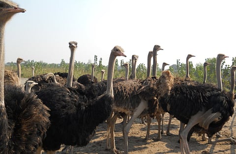 Ostrich farming on the rise