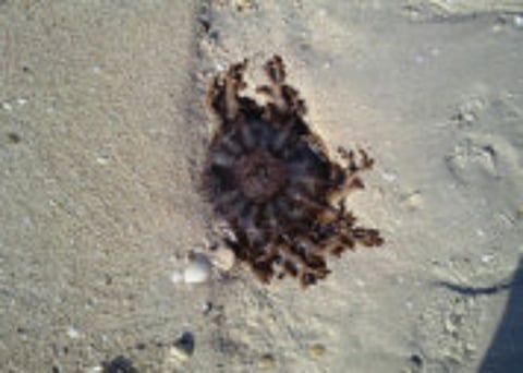 XPRESS/Atiq-ur-rehman