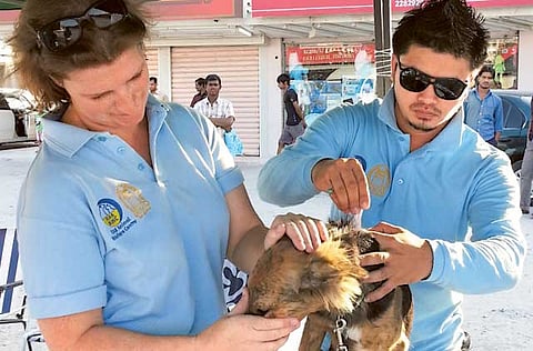 Courtesy: RAK Animal Welfare Centre