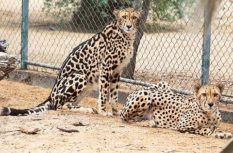 Atiq-Ur-Rehman/Gulf News