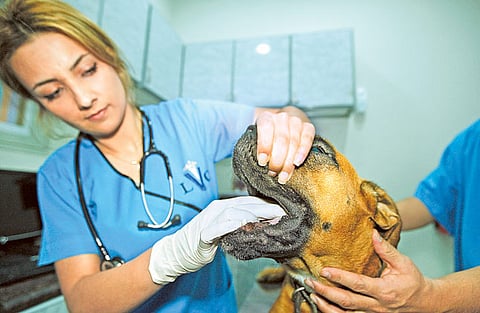 Clint Egbert/Gulf News