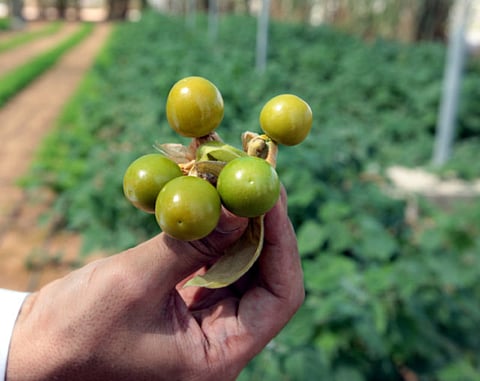 Ahmed Kutty/Gulf News