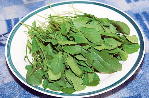 Atiq-Ur-Rehman/Gulf News