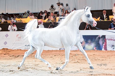 Picture courtesy DIAHC